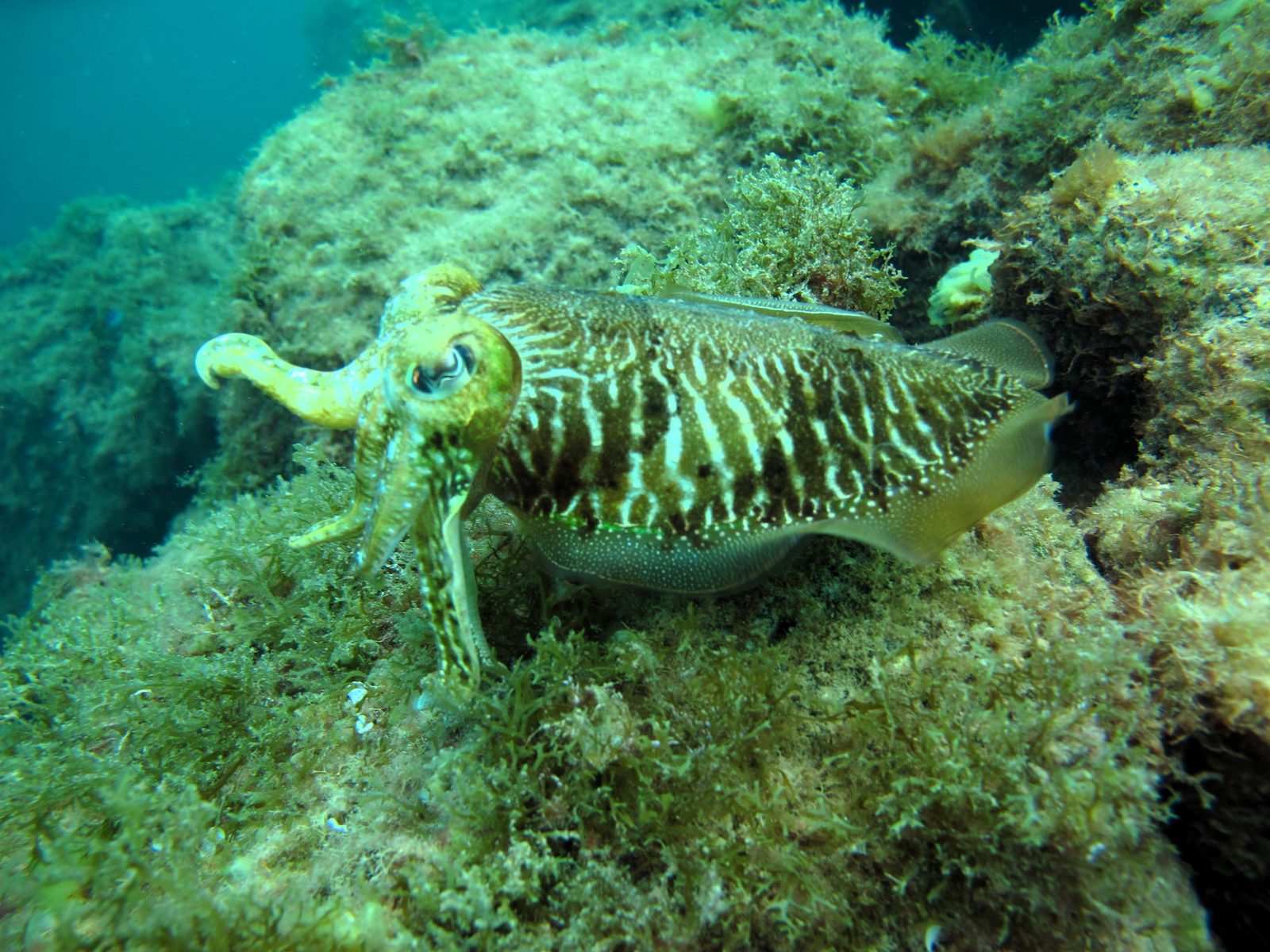 Kurs Underwater Navigation