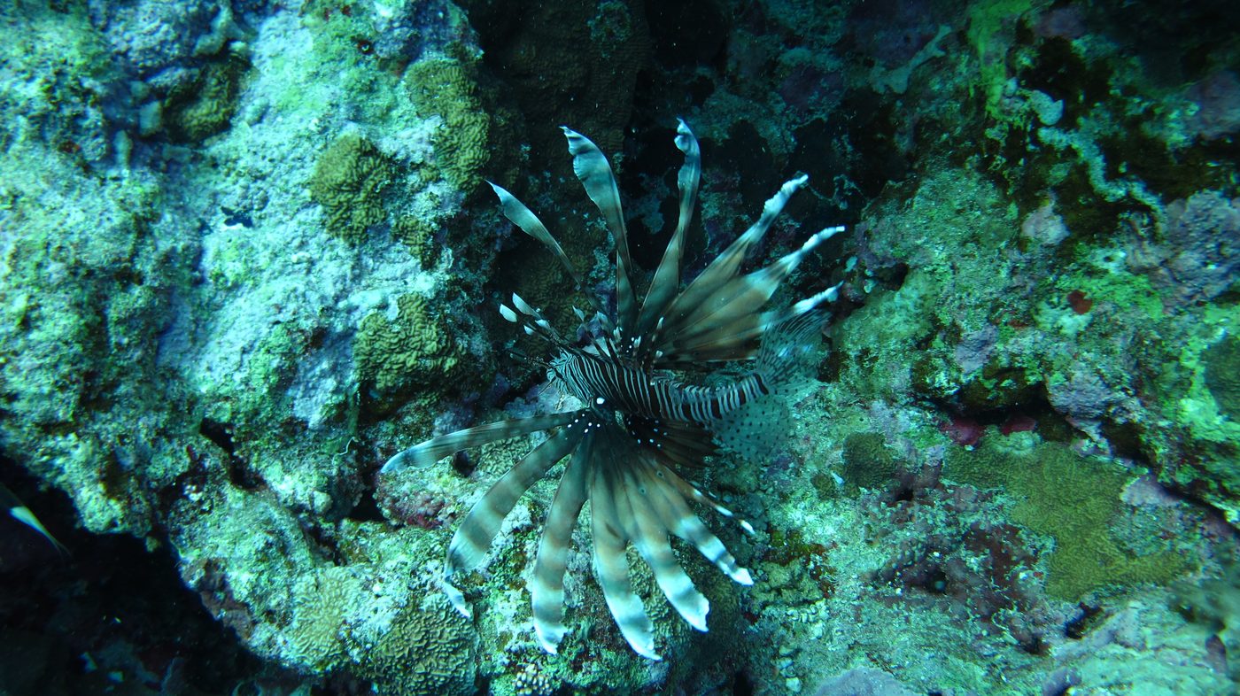 Nurkowanie — galeria No Pressure Diving