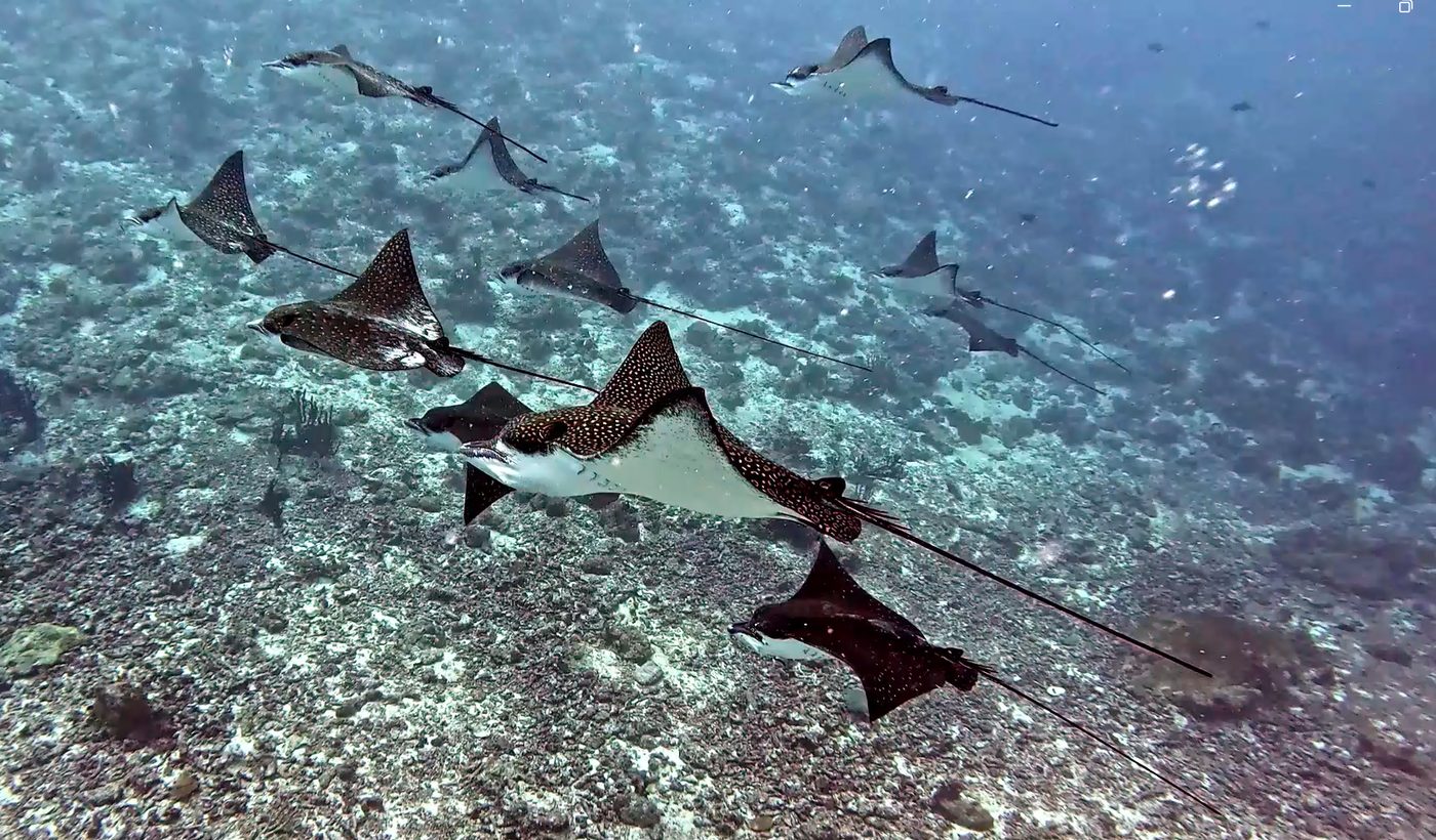 Galeria nurkowa No Pressure Diving