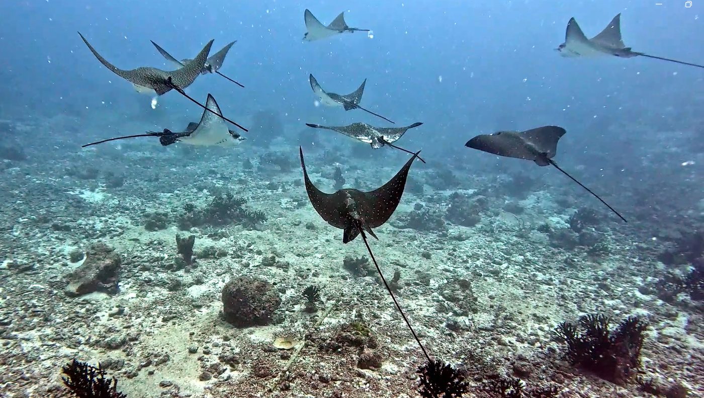 Nurkowanie — galeria No Pressure Diving