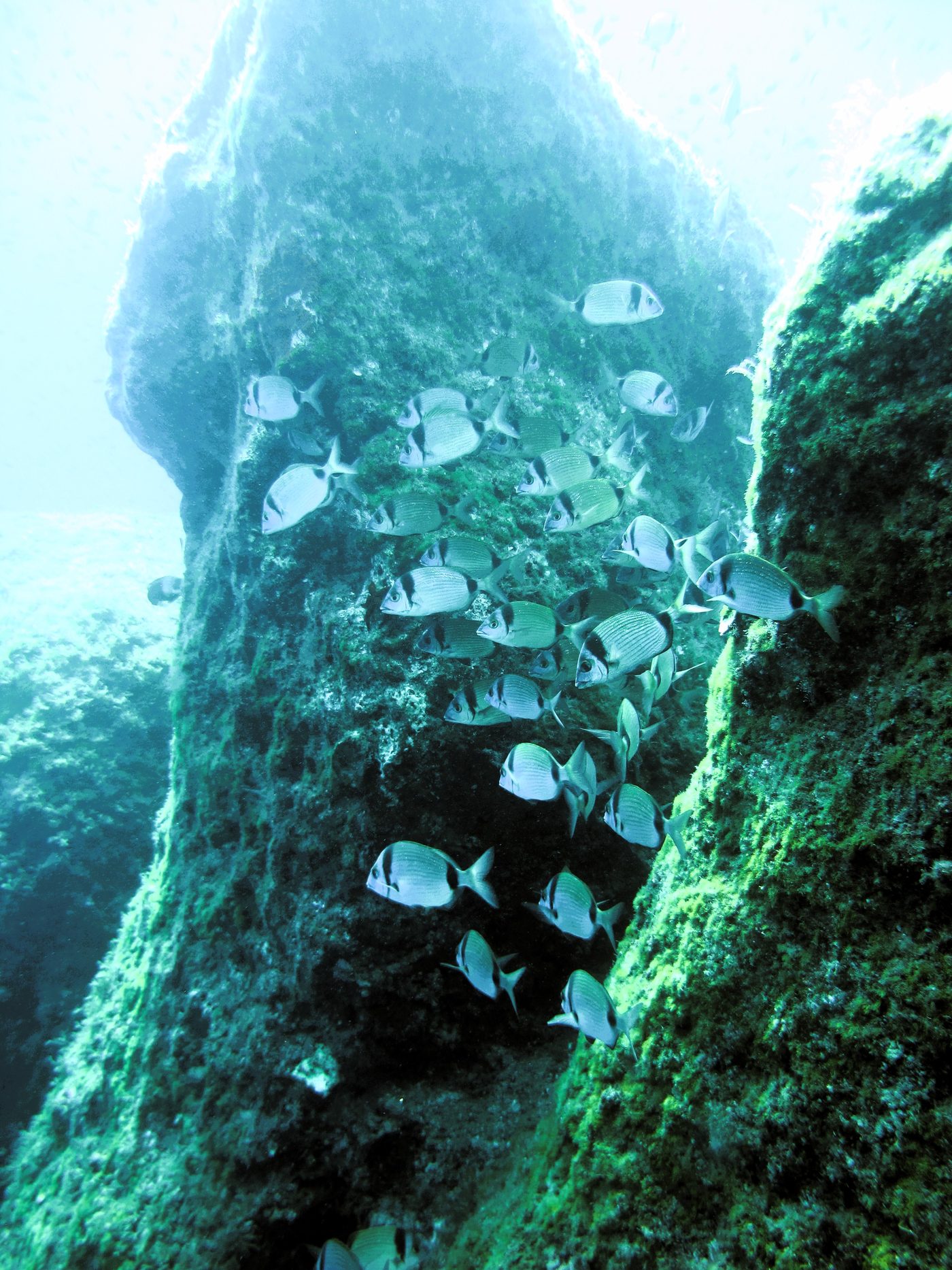 Kurs nurkowy — FAQ No Pressure Diving